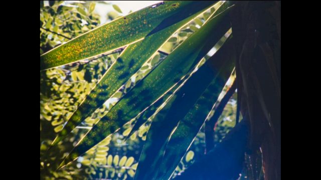 ROSALIND NASHASHIBI, Vivian’s Garden, 16 mm film, 2017. Photo: Courtesy of Grimm Gallery