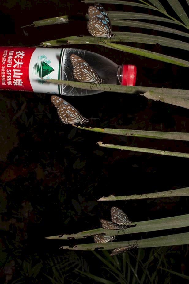 PAUL HUTCHINSON, Schmetterlinge, Nongfu Spring, 2016