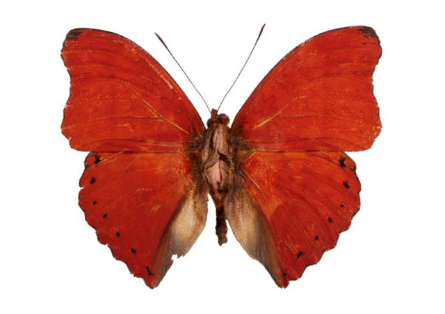 ERIKA HARRSCH, Cymothoe Sangaris, 2005