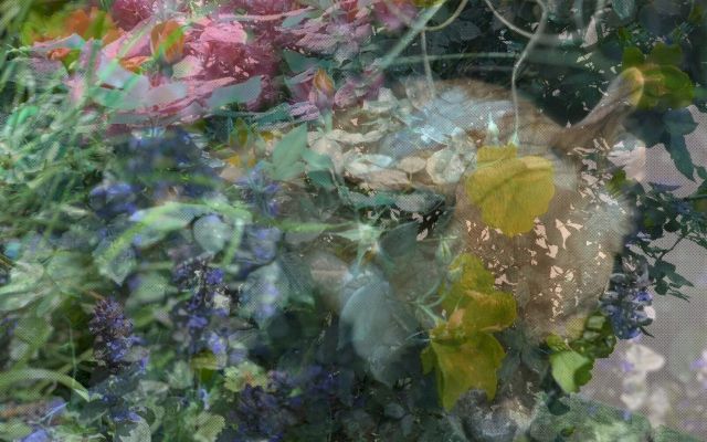 DAMON ZUCCONI, Garden, 2020