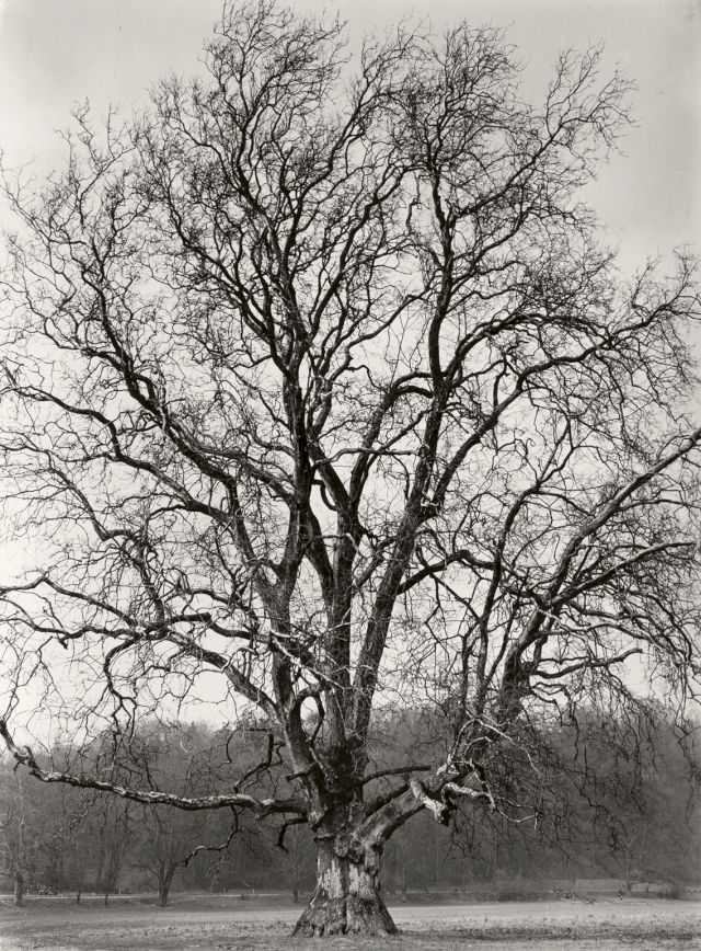 ALBERT RENGER-PATZSCH, Rheinlandschaft, 1950s