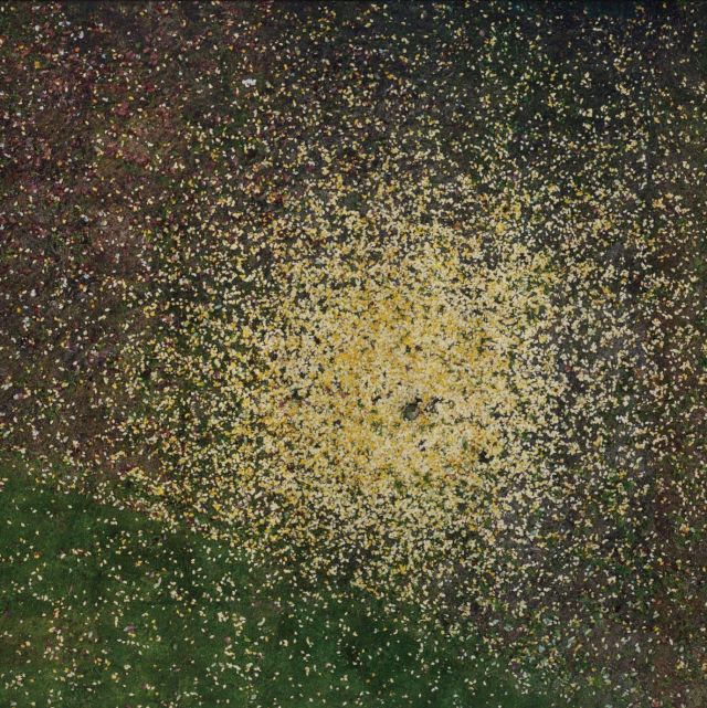 ANDREAS GEFELLER, Leaves, 2007. Courtesy the artist