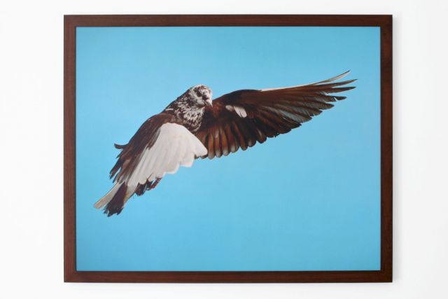 ROE ETHRIDGE, Pigeon, 2002. Photo: Hugard & Vanoverschelde Photography