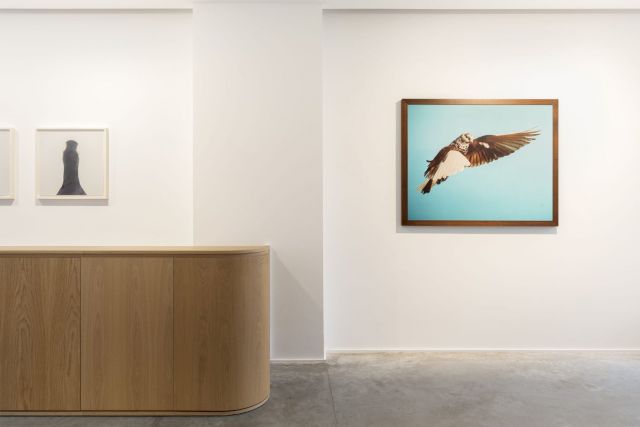(l–r) RONI HORN, Untitled No. 10, 2000; ROE ETHRIDGE, Pigeon, 2002. Photo: Hugard & Vanoverschelde Photography