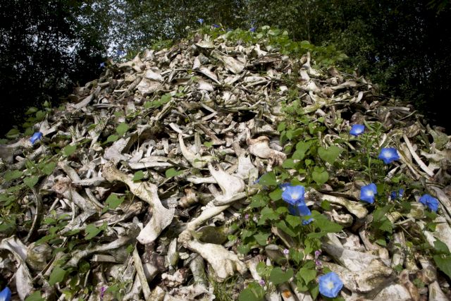 HERMAN DE VRIES, in memoriam de koeien, 2015-2017. Photo: Tineke Schuurmans