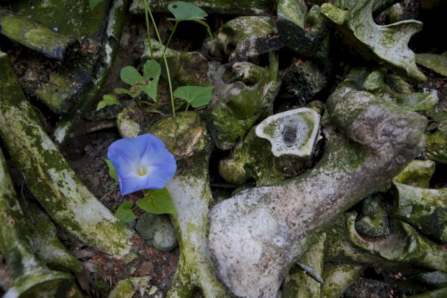 HERMAN DE VRIES, in memoriam de koeien, 2015-2017. Photo: Tineke Schuurmans