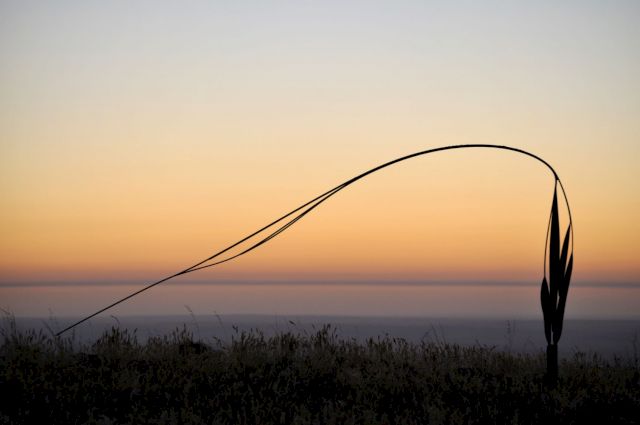Greg Johns, Swaying Whisperers (Songs of The), Corten steel, 2015, 210x297x10 cm, Collection: Palmer Sculpture Landscape