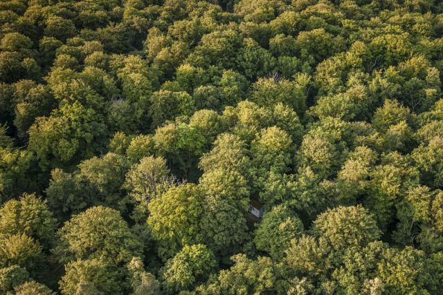 Robert Wilson’s A House for Edwin Denby, 2000, in the beech forest park of Wanås. Photo Per Pixel. Permanent collection