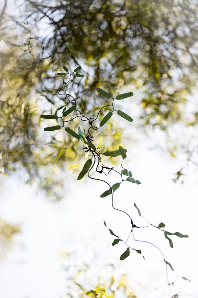 Jim Wheeler, Mangemange, 2020