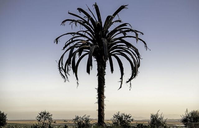 Douglas White, Black Palm, 2011. Image: Gregory Gorman