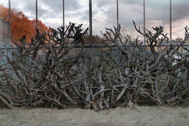 THIJS VAN DER LINDEN, Handgevlochten Monumentale Haag (Hand-Braided Monumental Hedge), 2019