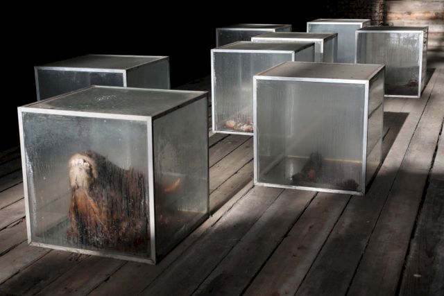 MARTIN UIT DEN BOGAARD, Cow (from the series “Archiflab”, 1989-2015). Photo: Tineke Schuurmans