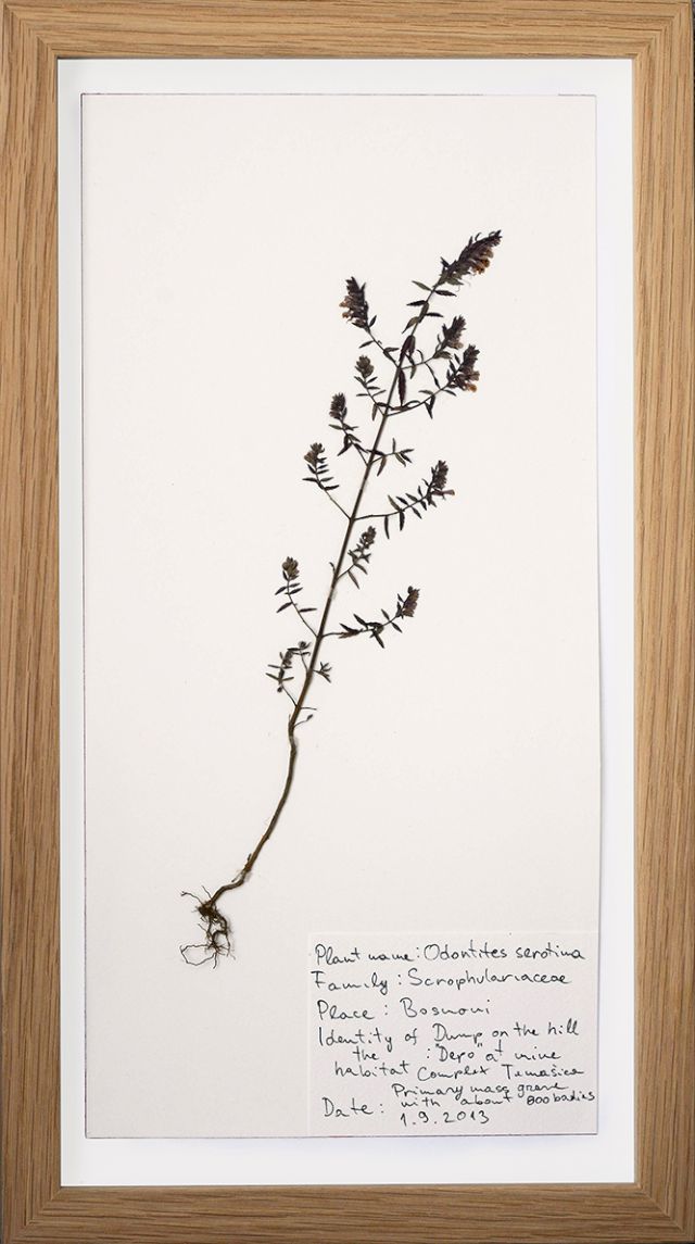 ISMAR ČIRKINAGIĆ, Herbarium, 2013