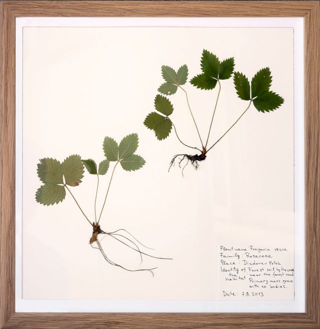 ISMAR ČIRKINAGIĆ, Herbarium, 2013