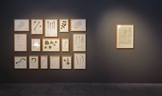 ISMAR ČIRKINAGIĆ, Herbarium, 2013. Installation view