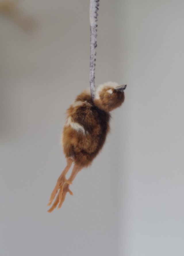 POLLY MORGAN, Rear View, 2012. Photo: Michael Laptev