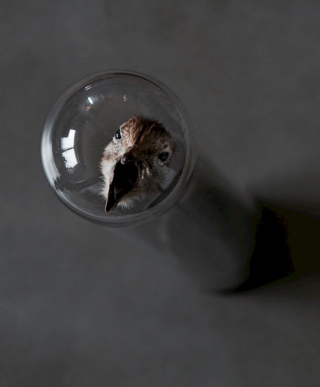POLLY MORGAN, Single Stem, 2010. Photo: Michael Laptev