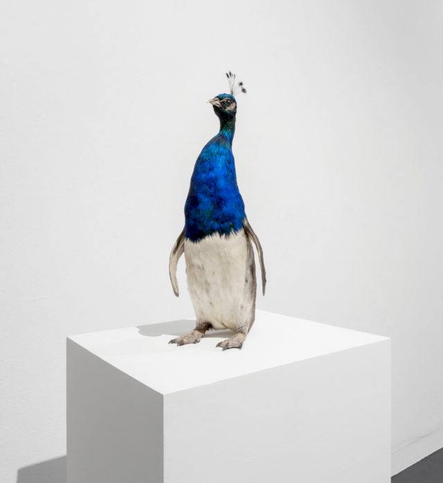 THOMAS GRÜNFELD, Misfit (Peacock/Penguin), 2005