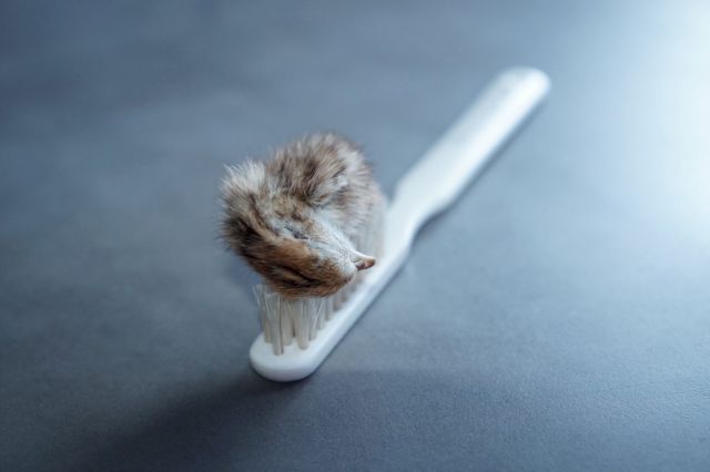 POLLY MORGAN, Bad Breath, 2011. Photo: Michael Laptev