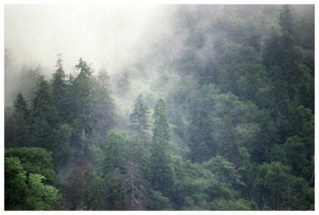 SANNE PEPER, Great Smokey Mountains, Tennessee, 2009. Courtesy the artist
