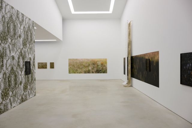Installation view: solo exhibition by Elspeth Diederix, 'Angelica Fields', 13 March - 25 August 2024. Photo by Peter Cox