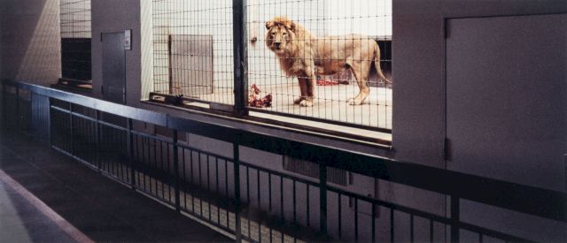 Candida Höfer, 'Zoologischer Garten Hannover V', 1992. Photo: Youssef El Badoui